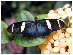 Butterfly at the Seattle Science Center Tropical Butterfly House.