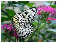 Butterfly at the Seattle Science Center Tropical Butterfly House.