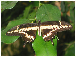 Butterfly at the Seattle Science Center Tropical Butterfly House.