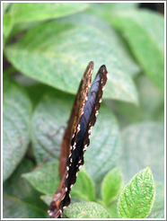 Butterfly at the Seattle Science Center Tropical Butterfly House.