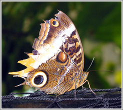 Butterfly at the Seattle Science Center Tropical Butterfly House.