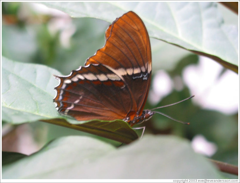 Butterfly at the Seattle Science Center Tropical Butterfly House.