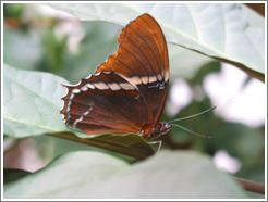 Butterfly at the Seattle Science Center Tropical Butterfly House.