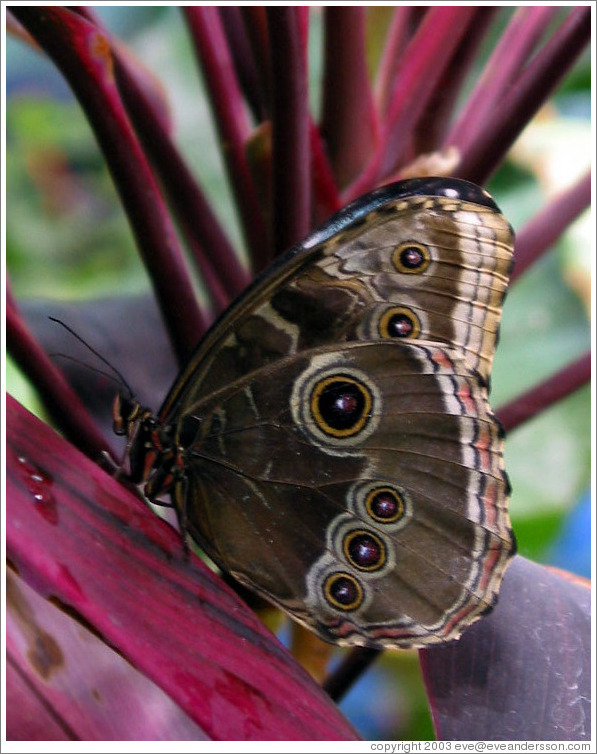 Brown, yellow, black, violet, and white butterfly.  Pacific Science Center.