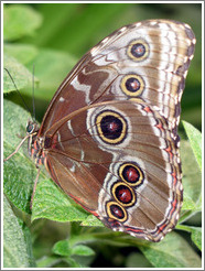 Butterfly at the Seattle Science Center Tropical Butterfly House.