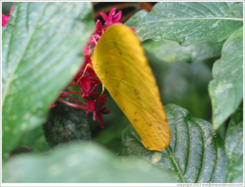 Butterfly at the Seattle Science Center Tropical Butterfly House.  It's hard to distinguish the butterfly from a yellow leaf.