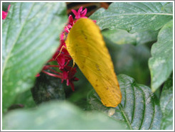 Butterfly at the Seattle Science Center Tropical Butterfly House.  It's hard to distinguish the butterfly from a yellow leaf.