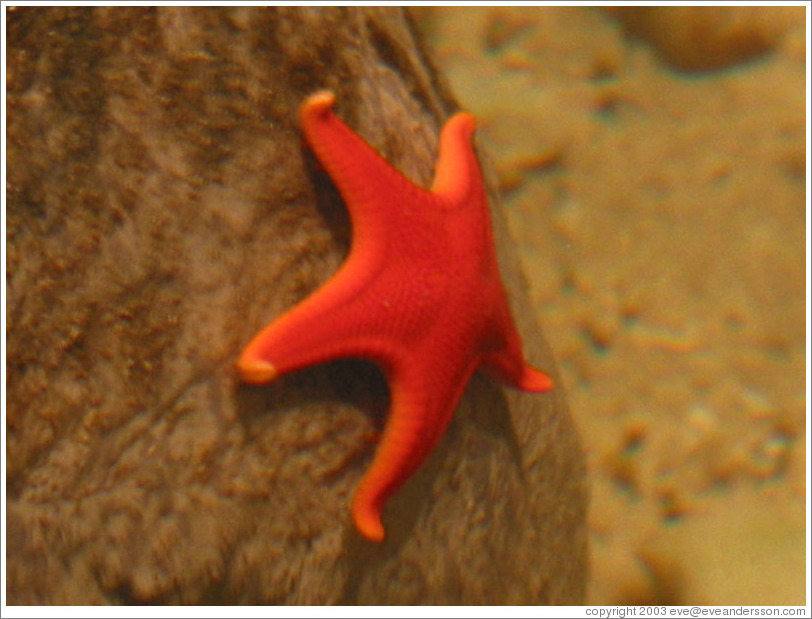 Starfish at the Pacific Science Center.