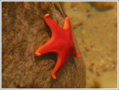 Starfish at the Pacific Science Center.