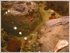 Touch aquarium at the Pacific Science Center.