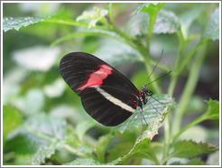 Butterfly at the Seattle Science Center Tropical Butterfly House.