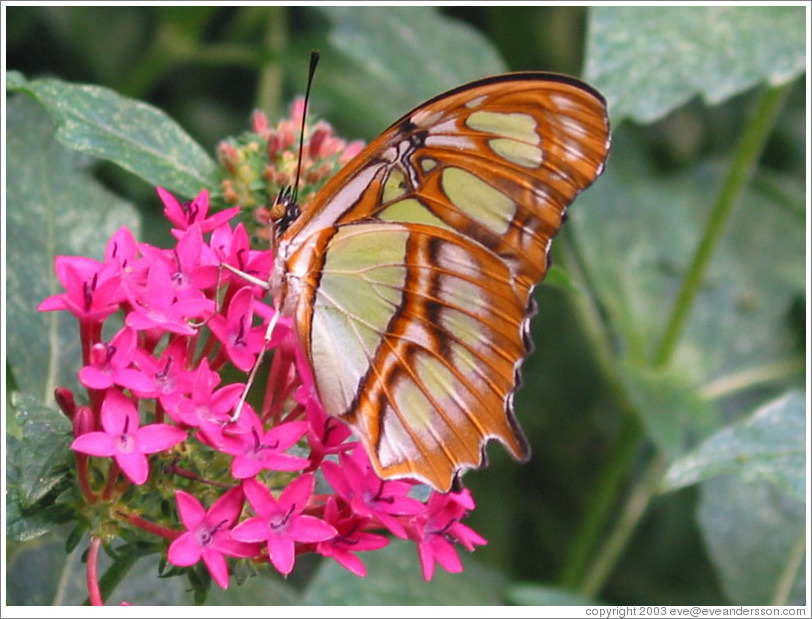 Brownish-orangish butterfly.  Pacific Science Center.