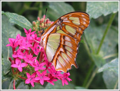 Brownish-orangish butterfly.  Pacific Science Center.