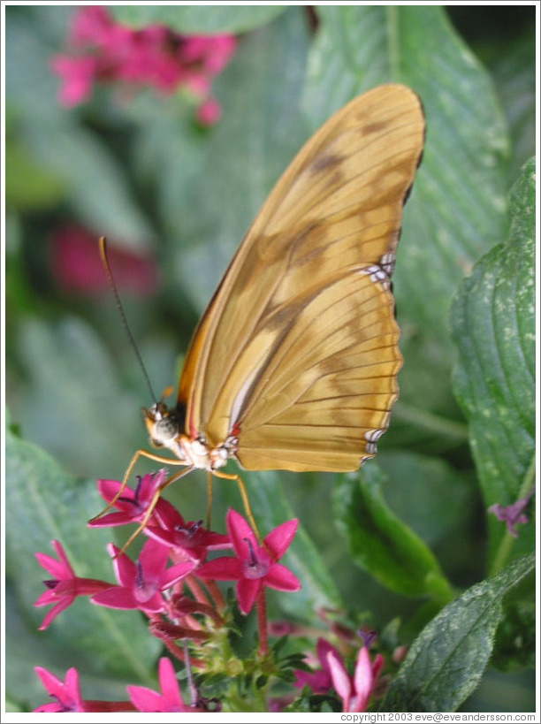 Yellow butterfly.  Pacific Science Center.