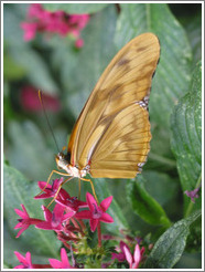 Yellow butterfly.  Pacific Science Center.