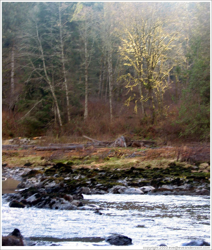 Tree, almost glowing with light.  Snoqualmie Falls.