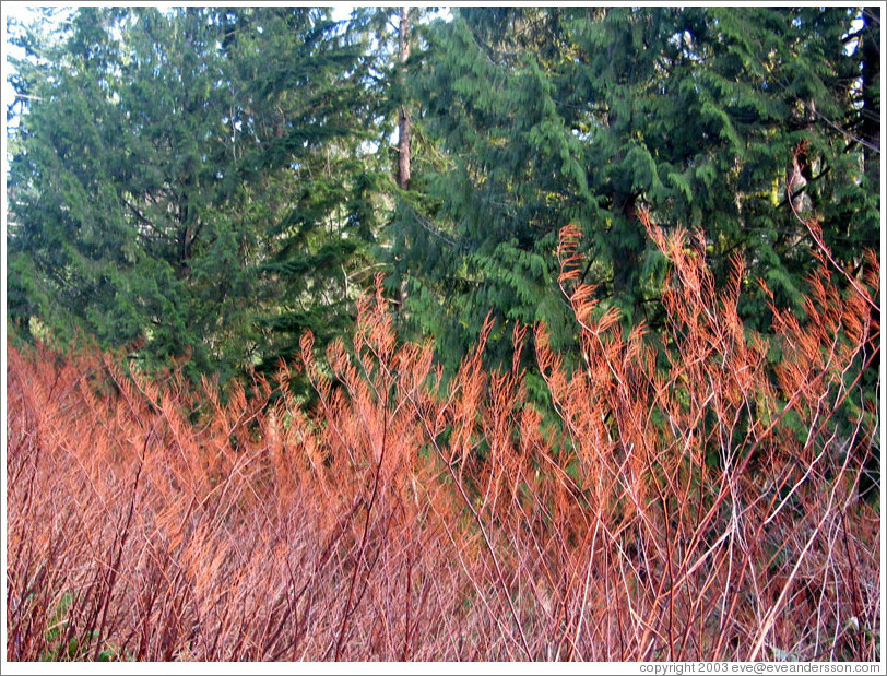 Grass and trees near the Snoqualmie Falls.  