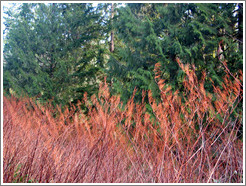 Grass and trees near the Snoqualmie Falls.  