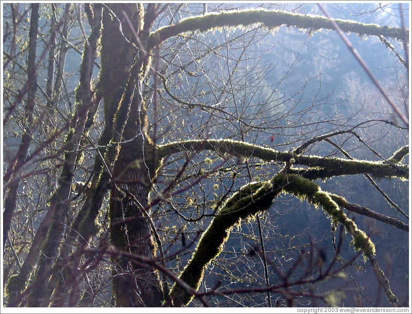 Mossy tree.  Snoqualmie Falls.