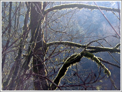 Mossy tree.  Snoqualmie Falls.