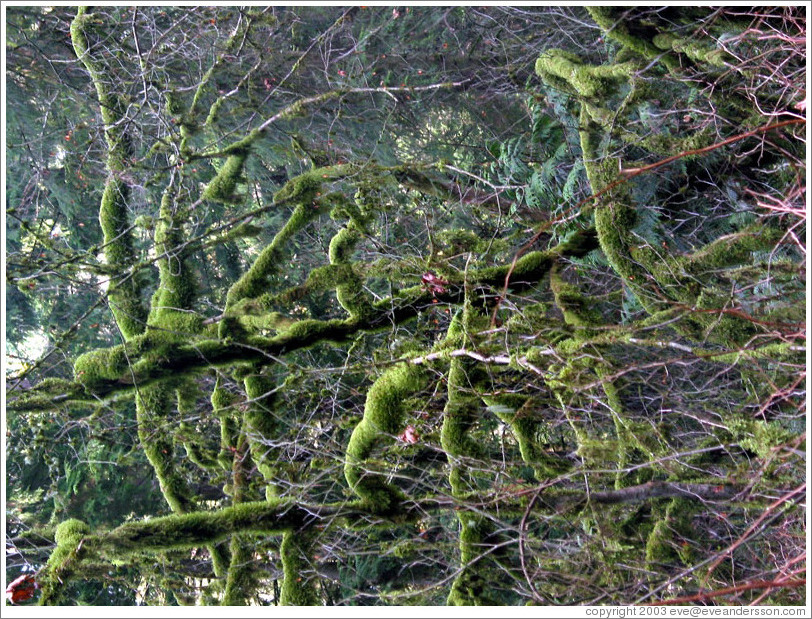 Mossy tree near the Snoqualmie Falls. 