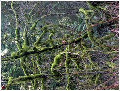 Mossy tree near the Snoqualmie Falls. 