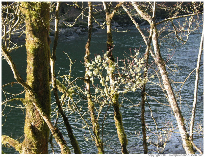 Plant near the Snoqualmie Falls.  