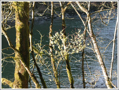 Plant near the Snoqualmie Falls.  