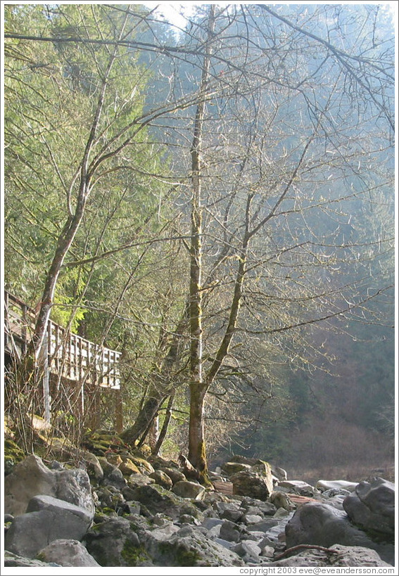 Tree near Snoqualmie Falls.  