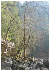 Tree near Snoqualmie Falls.  