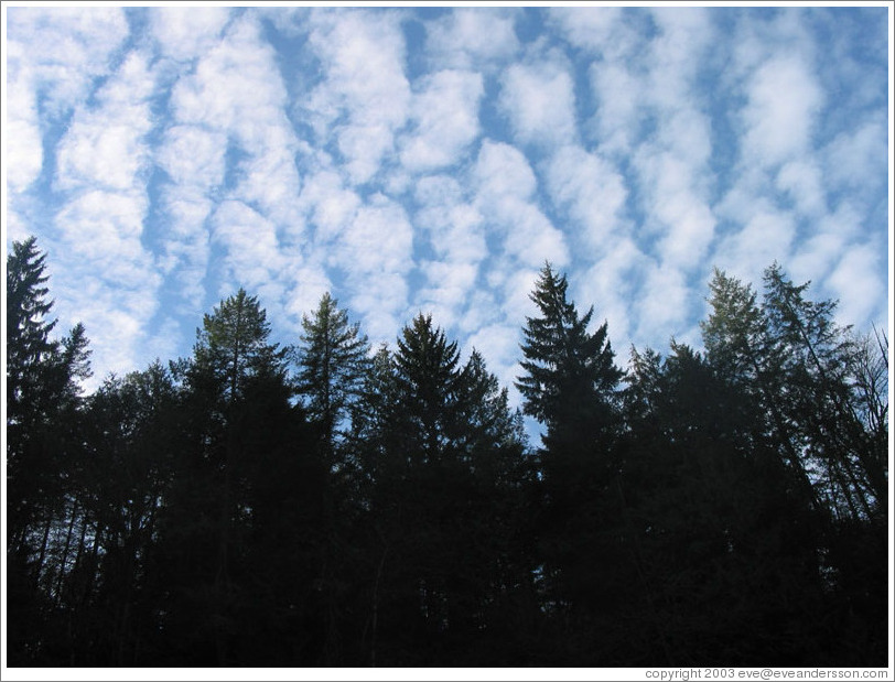 Trees and clouds near the Snoqualmie Falls.  