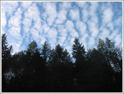 Trees and clouds near the Snoqualmie Falls.  