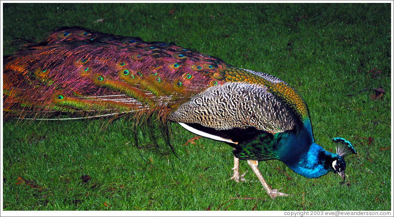 Peacock on the grounds of the Chateau Ste. Michele winery.  