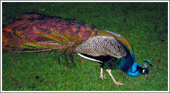 Peacock on the grounds of the Chateau Ste. Michele winery.  
