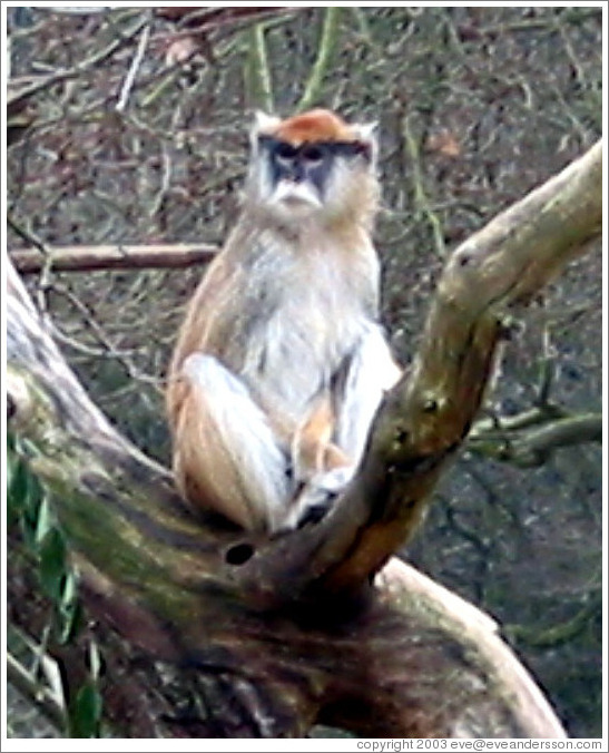 Woodland Park Zoo.  Some simian species, I'm not sure what.