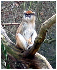 Woodland Park Zoo.  Some simian species, I'm not sure what.