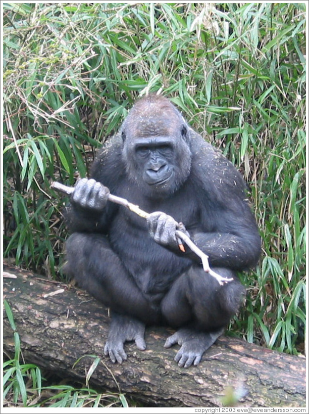 Woodland Park Zoo.  Chimpanzee holding stick that he would chew on from time to time.