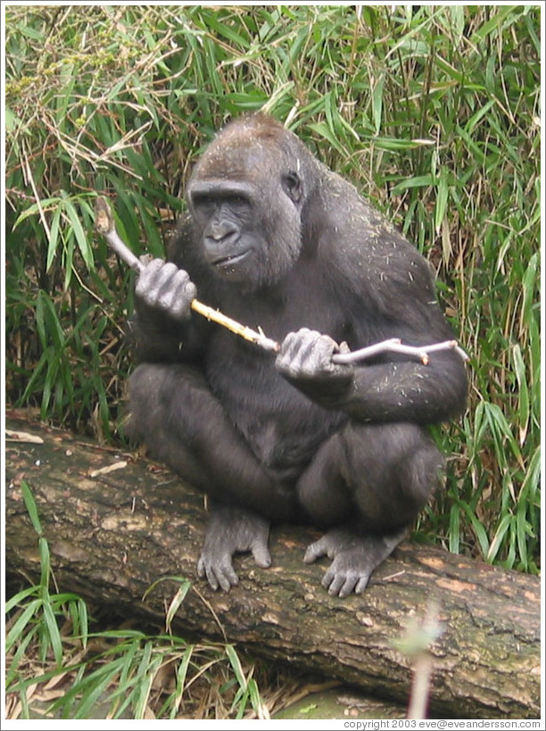 Chimp at the Woodland Park Zoo.