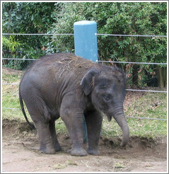 Woodland Park Zoo.  Hansa, the baby elephant.