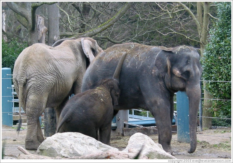 Woodland Park Zoo Hansa The Baby Elephant And Her Parents She Is Woodland Park Zoo Hansa The Baby Elephant And Her Parents She Is