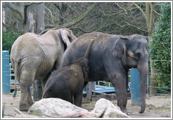 Woodland Park Zoo.  Hansa, the baby elephant, and her parents.  She is vaccuuming the hay from her mother's back.