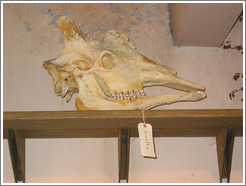 Woodland Park Zoo.  Giraffe skull.