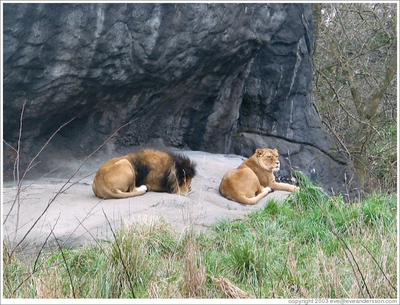 Woodland Park Zoo.  Lions.