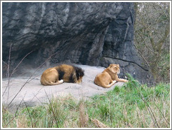 Woodland Park Zoo.  Lions.