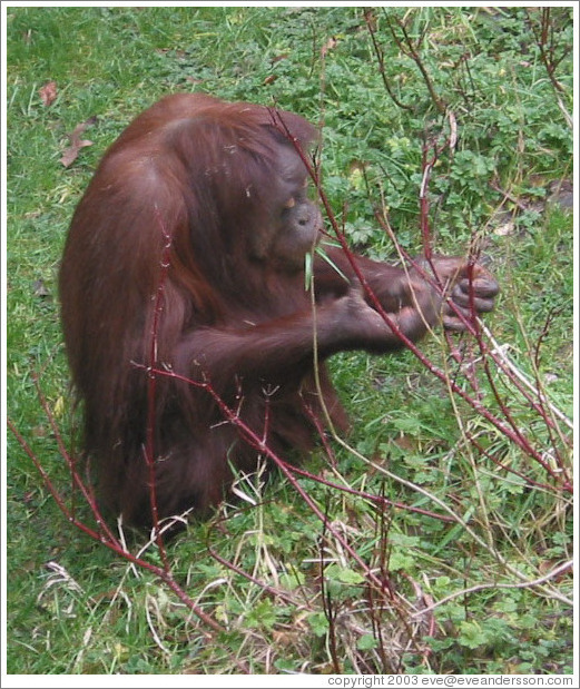 Woodland Park Zoo.  Orangutan.