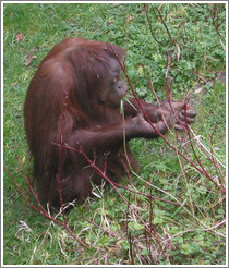 Woodland Park Zoo.  Orangutan.
