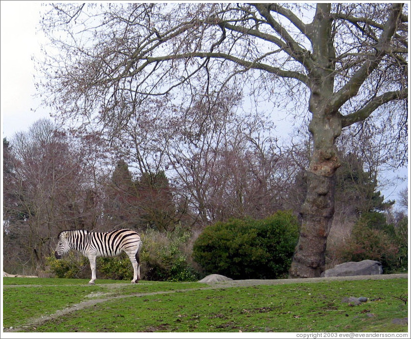 Woodland Park Zoo.  Zebra.