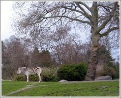 Woodland Park Zoo.  Zebra.